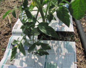 Как старые газеты помогают в саду и в огороде: полезные советы
