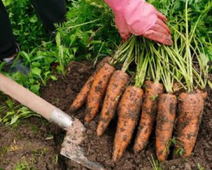 Как правильно собирать и хранить морковь: полезные советы