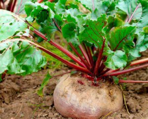 Когда выкапывать свеклу и где ее хранить: советы огородникам