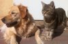 Кота і собаку можна привчити залишатись вдома: лайфхаки від фахівців
