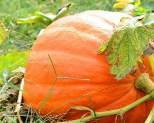 Як зберігати гарбузи взимку: перевірені способи