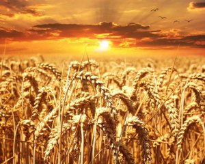 Туреччина, Катар та Росія говорять про вивезення зерна без України – ЗМІ