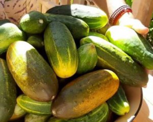 Три идеи, что сделать с переросшими огурцами