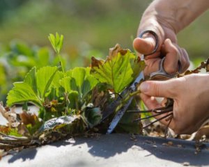 Як готувати кущі полуниці до зимівлі: корисні поради