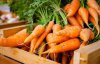 Як взимку зберегти моркву свіжою та соковитою: незвичний метод