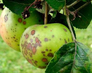 Что делать, если на яблоках появились черные пятнышки: советы садоводам