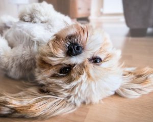 П'ять причин, чому маленькі собаки часто тремтять