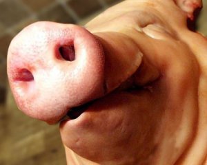 Російські пропагандисти знайшли під дверима свинячі голови