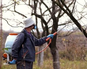 Чем и как обрабатывать сад осенью: важные советы