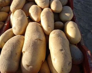 Лежать до весни: як зберігати картоплю та інші овочі, щоб не гнили