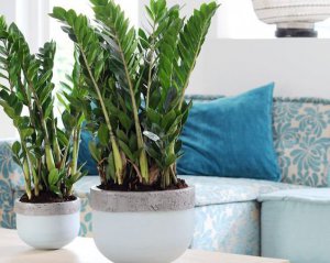 Пережить зиму: пять правил ухода за комнатными растениями