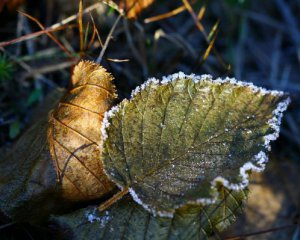 Будет еще "осеннее": украинцев предупредили о первых заморозках