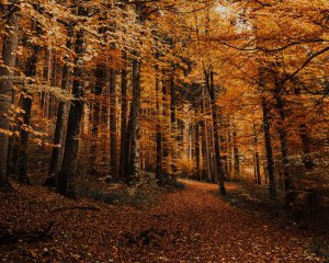 "Осень углубляется, хвосты кошек стают более пушистыми" - Диденко поделилась прогнозом погоды