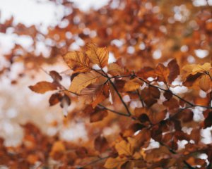 Облачно, заморозки: какую погоду прогнозируют на неделю