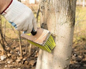 Как белить деревья на зиму: советы опытных садоводов