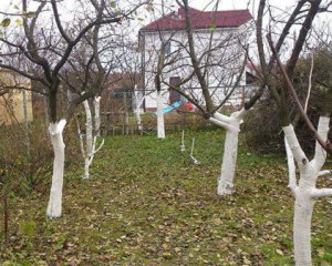 Як захистити яблуні від морозів: проста процедура