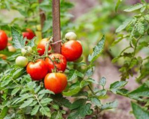 Як правильно восени готувати грядки під помідори