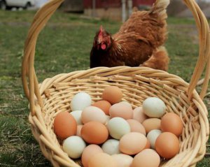 Які процеси відбуваються в організмі, якщо їсти яйця щодня