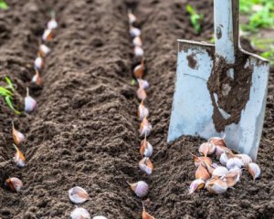 Оберіть день для посадки зелені, часнику та цибулі: місячний посівний календар на листопад