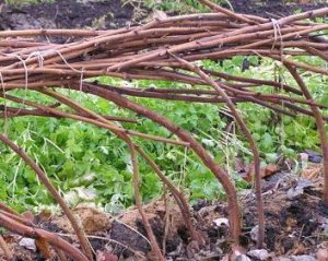 Як і навіщо пригинати малину на зиму: основні правила