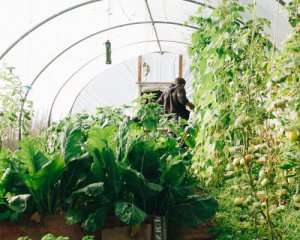 Тепличні овочі можуть подешевшати