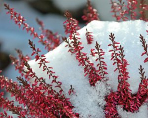 Укриття рослин на зиму: яких помилок слід уникати
