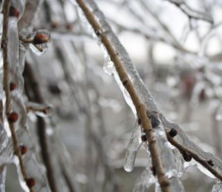 Почему нельзя сбивать лед с обледеневших деревьев: несколько советов