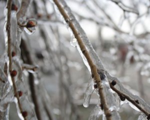 Чому не можна збивати лід з обледенілих дерев: кілька порад