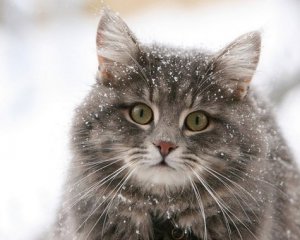 Синоптик розповіла, коли в Україні вдарять морози -15℃