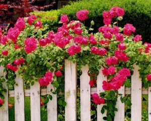 Когда лучше обрезать плетистые розы: советы британских садоводов