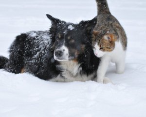 Чи можна котам і собакам давати солодке