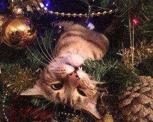 Пять способов, как отпугнуть кота от новогодней елки
