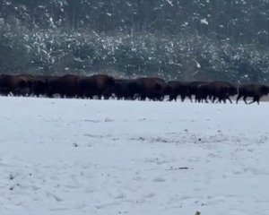 На Львівщині зафіксовано найбільшу популяцію бізонів в Україні: відео