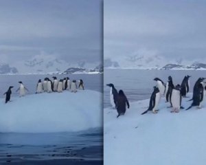 Украинские полярники показали пингвинов, которые развлекаются на ледяной глыбе: видео
