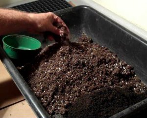 Чи потрібно поливати ґрунт для розсади окропом - корисні поради