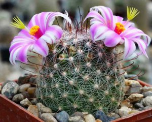 Як змусити кактуси цвісти - кілька порад