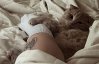 Почему коты обожают спать в ногах хозяев: шесть причин