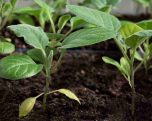 Как правильно сеять баклажаны на рассаду - полезные советы
