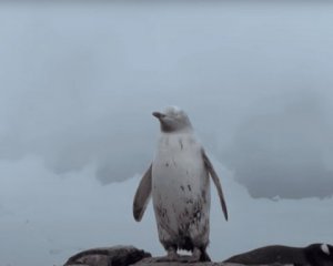 На відео зняли рідкісного білого пінгвіна: що з ним сталося