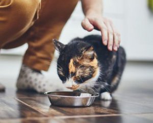 Як правильно годувати кота вологим кормом