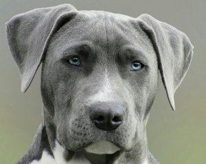 Домашніх тварин офіційно дозволили брати в укриття