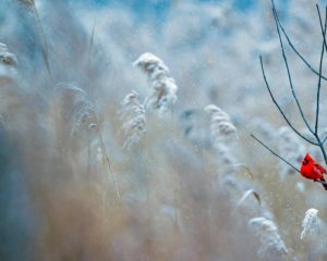 Якою погодою закінчиться січень: оновлений прогноз