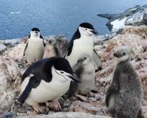 Українські полярники показали унікальне відео з пінгвітятами