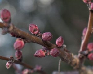 Когда и чем обрабатывать яблони после зимы: важные советы