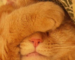 Сухий, вологий чи гарячий: яким має бути ніс у кота і що це значить