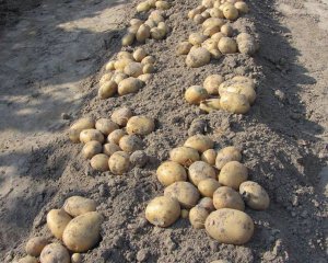 Отримаєте кращий врожай, ніж торік: які два добрива додати до лунки з картоплею