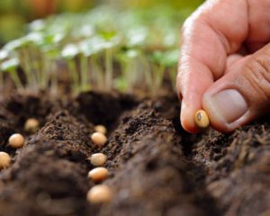 Як переконатися, що насіння добре зійде - простий метод