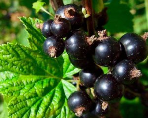 Що роблять з кущами смородини навесні: корисні поради