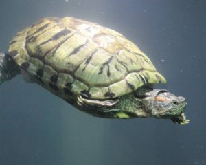 Сложно ли содержать дома черепаху - объяснение ветеринара