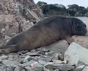 Українські полярники показали на відео морських слонів